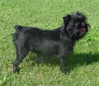 a well breed Affenpinscher dog